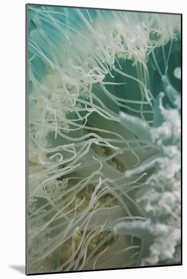 Rhopilema Nomadica Jellyfish-null-Mounted Photographic Print