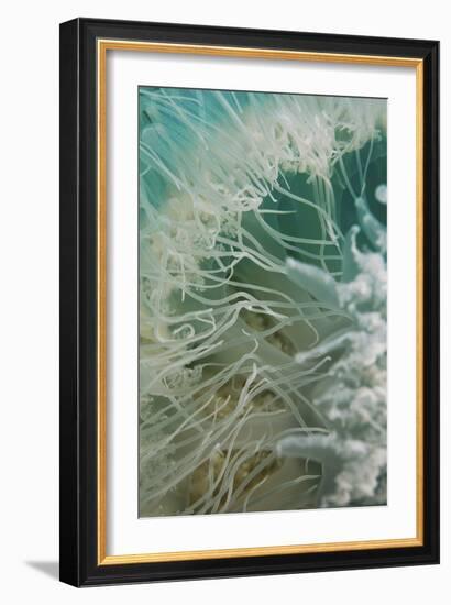 Rhopilema Nomadica Jellyfish-null-Framed Photographic Print