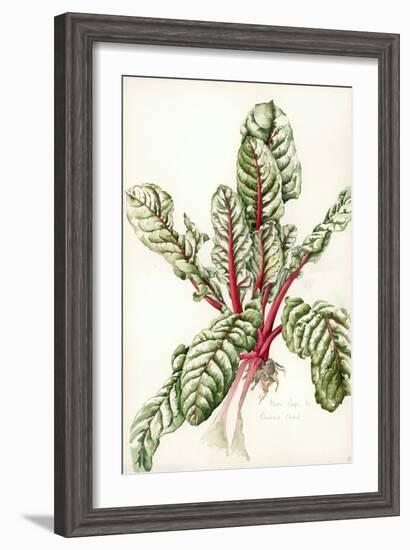 Rhubarb Chard, 1992-Alison Cooper-Framed Giclee Print