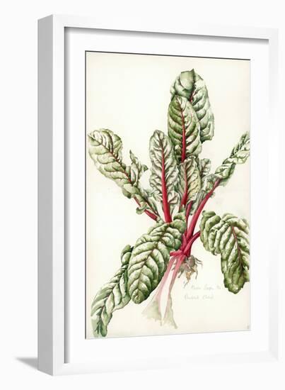 Rhubarb Chard, 1992-Alison Cooper-Framed Giclee Print