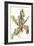 Rhubarb Chard, 1992-Alison Cooper-Framed Giclee Print