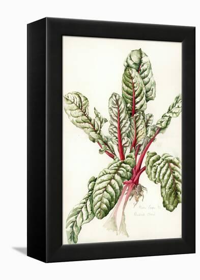 Rhubarb Chard, 1992-Alison Cooper-Framed Premier Image Canvas