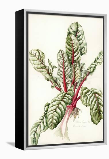 Rhubarb Chard, 1992-Alison Cooper-Framed Premier Image Canvas