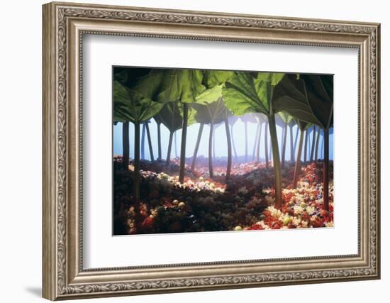 Rhubarb Forest with a Berry Floor-Hartmut Seehuber-Framed Photographic Print