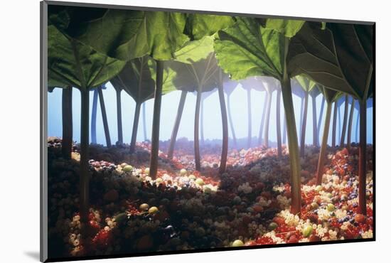 Rhubarb Forest with a Berry Floor-Hartmut Seehuber-Mounted Photographic Print