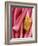 Rhubarb-Jean Cazals-Framed Photographic Print