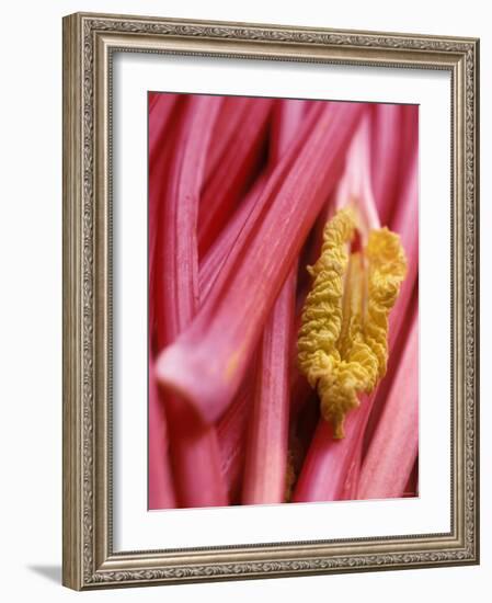 Rhubarb-Jean Cazals-Framed Photographic Print