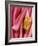 Rhubarb-Jean Cazals-Framed Photographic Print