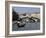 Rialto Bridge, Grand Canal, Venice, Veneto, Italy, Europe-Peter Richardson-Framed Photographic Print