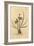 Riband Albuca, Albuca Vittata-Sydenham Teast Edwards-Framed Giclee Print