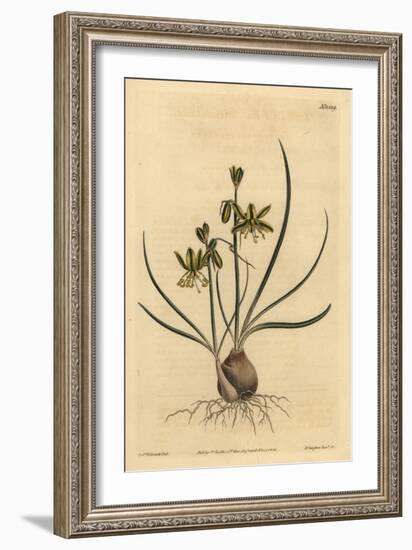 Riband Albuca, Albuca Vittata-Sydenham Teast Edwards-Framed Giclee Print