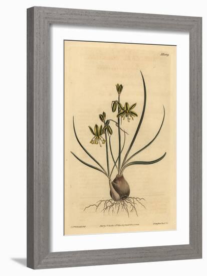 Riband Albuca, Albuca Vittata-Sydenham Teast Edwards-Framed Giclee Print