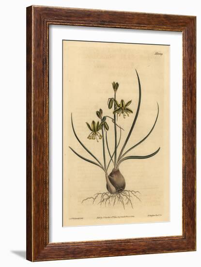 Riband Albuca, Albuca Vittata-Sydenham Teast Edwards-Framed Giclee Print