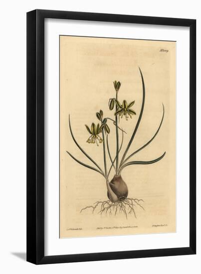 Riband Albuca, Albuca Vittata-Sydenham Teast Edwards-Framed Giclee Print