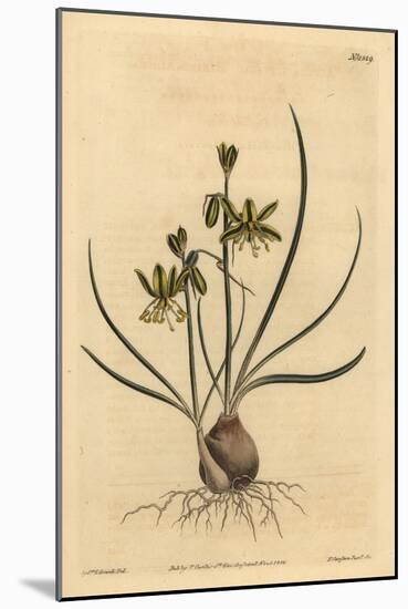 Riband Albuca, Albuca Vittata-Sydenham Teast Edwards-Mounted Giclee Print