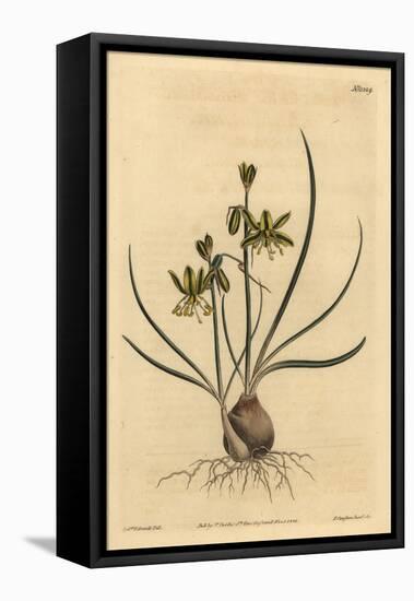 Riband Albuca, Albuca Vittata-Sydenham Teast Edwards-Framed Premier Image Canvas