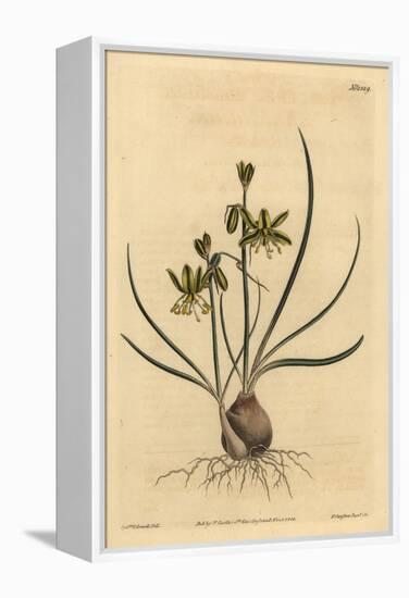 Riband Albuca, Albuca Vittata-Sydenham Teast Edwards-Framed Premier Image Canvas