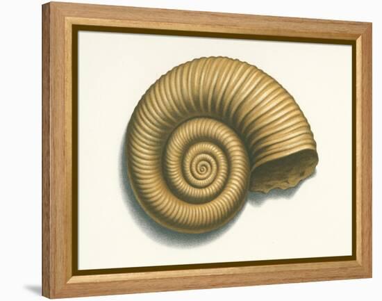 Ribbed Nautilus Seashell-null-Framed Stretched Canvas