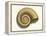 Ribbed Nautilus Seashell-null-Framed Stretched Canvas