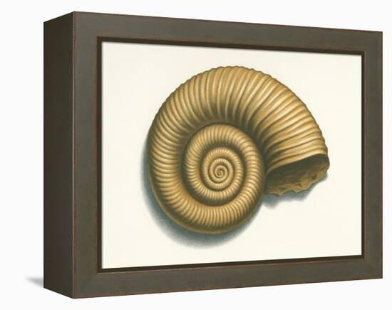 Ribbed Nautilus Seashell-null-Framed Stretched Canvas