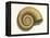 Ribbed Nautilus Seashell-null-Framed Stretched Canvas