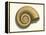 Ribbed Nautilus Seashell-null-Framed Stretched Canvas