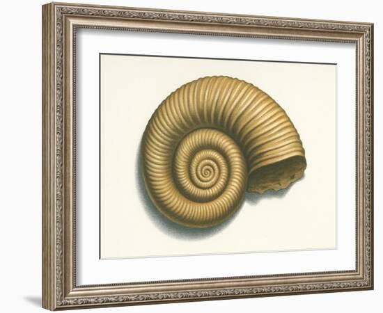 Ribbed Nautilus Seashell-null-Framed Art Print