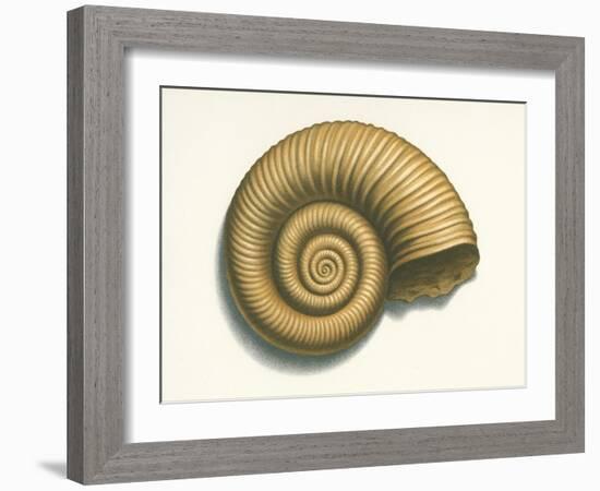 Ribbed Nautilus Seashell-null-Framed Art Print