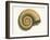 Ribbed Nautilus Seashell-null-Framed Art Print