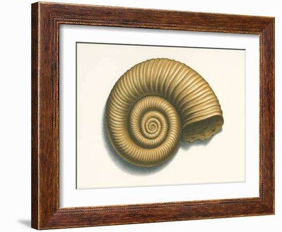 Ribbed Nautilus Seashell-null-Framed Art Print