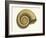 Ribbed Nautilus Seashell-null-Framed Art Print
