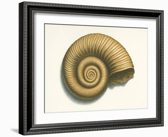 Ribbed Nautilus Seashell-null-Framed Art Print