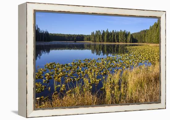 Ribbon Lake, Yellowstone National Park, Wyoming, United States of America, North America-Gary Cook-Framed Premier Image Canvas