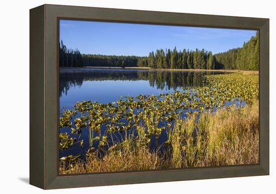 Ribbon Lake, Yellowstone National Park, Wyoming, United States of America, North America-Gary Cook-Framed Premier Image Canvas