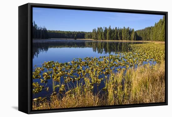 Ribbon Lake, Yellowstone National Park, Wyoming, United States of America, North America-Gary Cook-Framed Premier Image Canvas