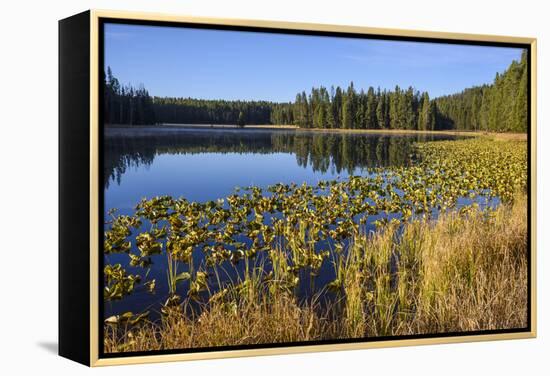 Ribbon Lake, Yellowstone National Park, Wyoming, United States of America, North America-Gary Cook-Framed Premier Image Canvas