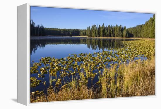 Ribbon Lake, Yellowstone National Park, Wyoming, United States of America, North America-Gary Cook-Framed Premier Image Canvas