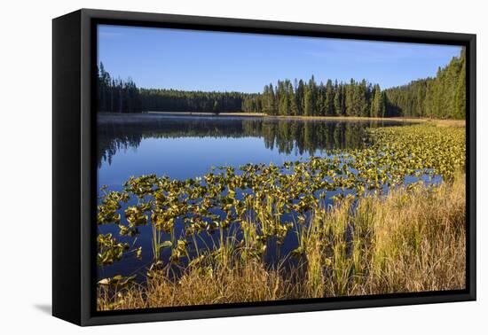 Ribbon Lake, Yellowstone National Park, Wyoming, United States of America, North America-Gary Cook-Framed Premier Image Canvas