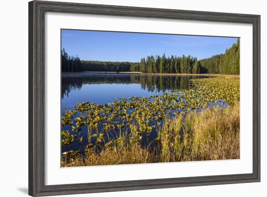 Ribbon Lake, Yellowstone National Park, Wyoming, United States of America, North America-Gary Cook-Framed Photographic Print