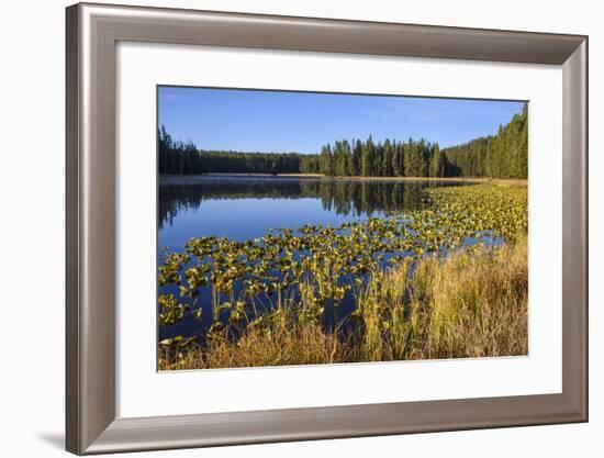 Ribbon Lake, Yellowstone National Park, Wyoming, United States of America, North America-Gary Cook-Framed Photographic Print