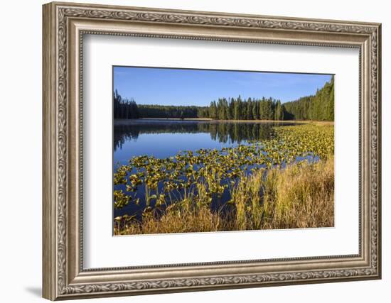 Ribbon Lake, Yellowstone National Park, Wyoming, United States of America, North America-Gary Cook-Framed Photographic Print