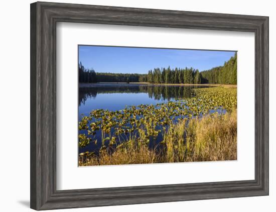 Ribbon Lake, Yellowstone National Park, Wyoming, United States of America, North America-Gary Cook-Framed Photographic Print