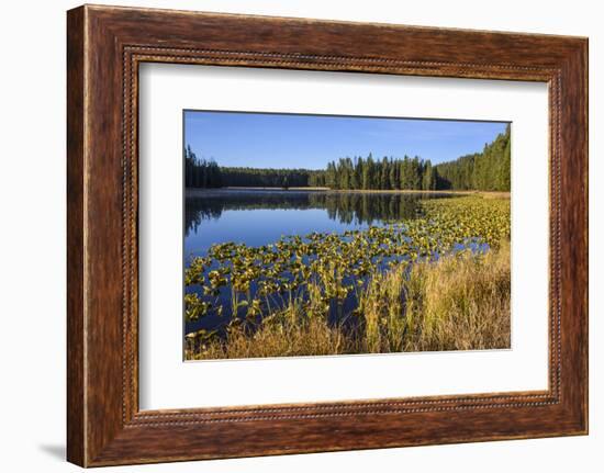 Ribbon Lake, Yellowstone National Park, Wyoming, United States of America, North America-Gary Cook-Framed Photographic Print