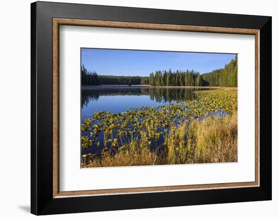 Ribbon Lake, Yellowstone National Park, Wyoming, United States of America, North America-Gary Cook-Framed Photographic Print