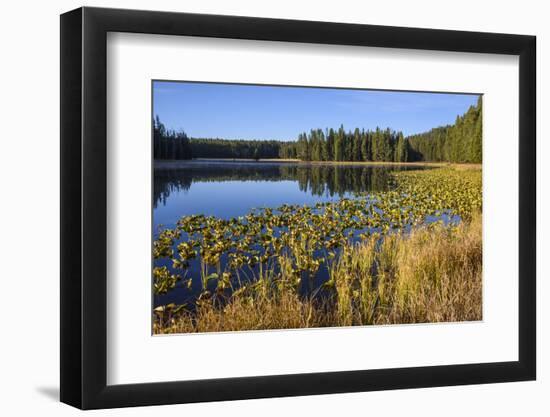 Ribbon Lake, Yellowstone National Park, Wyoming, United States of America, North America-Gary Cook-Framed Photographic Print