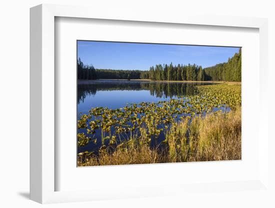 Ribbon Lake, Yellowstone National Park, Wyoming, United States of America, North America-Gary Cook-Framed Photographic Print