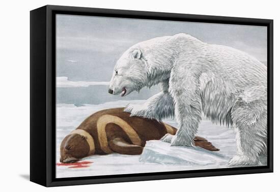 Ribbon Seal, Victim to a Polar Bear-Louis Agassiz Fuertes-Framed Premier Image Canvas