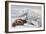 Ribbon Seal, Victim to a Polar Bear-Louis Agassiz Fuertes-Framed Giclee Print