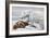 Ribbon Seal, Victim to a Polar Bear-Louis Agassiz Fuertes-Framed Giclee Print