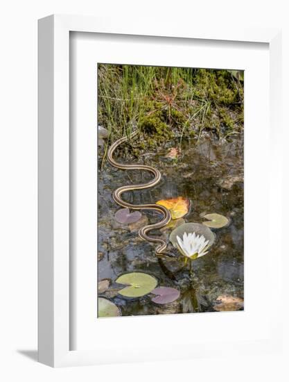 Ribbon snake gliding over water surface, New Jersey, USA-Doug Wechsler-Framed Photographic Print